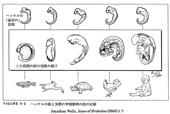 ヘッケルの絵と実際の脊椎動物の胚の比較
